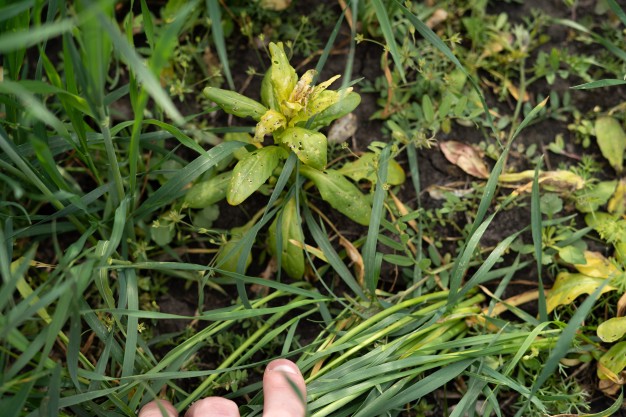 Natural Methods of Controlling Weeds