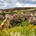 3 Things to Do before You Take Your Dog on a Hike