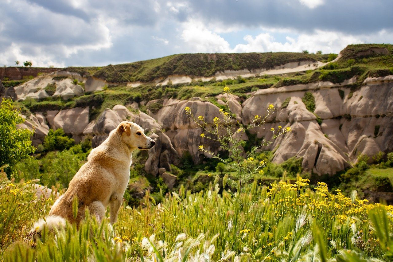 3 Things to Do before You Take Your Dog on a Hike